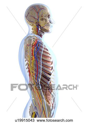 Human anatomy, artwork View Large Illustration Drawing - Human anatomy, artwork. Fotosearch