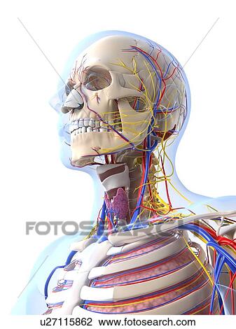 Human anatomy, artwork View Large Illustration Drawing - Human anatomy, artwork. Fotosearch