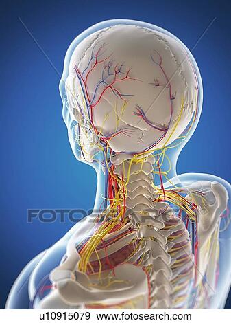 Stock Illustration - Human anatomy, artwork. Fotosearch