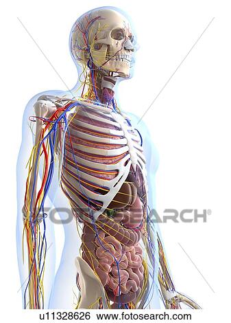 Human anatomy, artwork View Large Illustration Stock Illustration - Human anatomy, artwork. Fotosearch