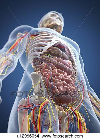 Stock Illustration - Human anatomy, artwork. Fotosearch
