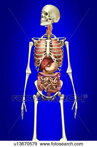 Stock Illustration - Human anatomy, artwork. Fotosearch