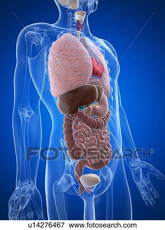 Human anatomy, artwork View Large Illustration Stock Illustration - Human anatomy, artwork. Fotosearch