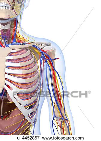 Human anatomy, artwork View Large Illustration Stock Illustration - Human anatomy, artwork. Fotosearch