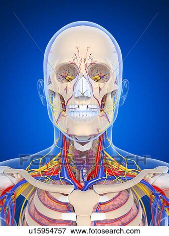 Stock Illustration - Human anatomy, artwork. Fotosearch