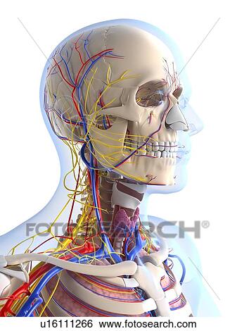 Human anatomy, artwork View Large Illustration Stock Illustration - Human anatomy, artwork. Fotosearch