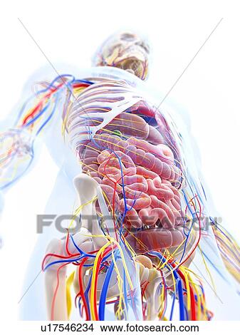 Human anatomy, artwork View Large Illustration Stock Illustration - Human anatomy, artwork. Fotosearch