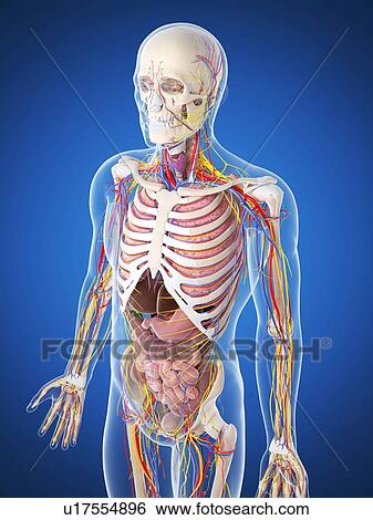 Stock Illustration - Human anatomy, artwork. Fotosearch