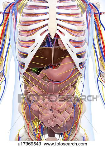 Stock Illustration - Human anatomy, artwork. Fotosearch