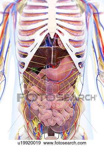 Stock Illustration - Human anatomy, artwork. Fotosearch