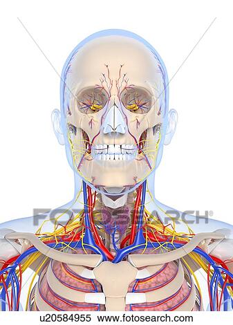 Stock Illustration - Human anatomy, artwork. Fotosearch