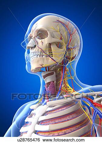 Human anatomy, artwork View Large Illustration Stock Illustration - Human anatomy, artwork. Fotosearch