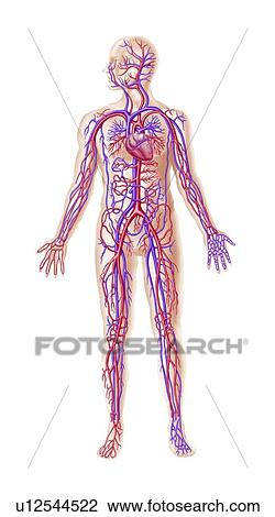 Drawing - Human cardiovascular system, artwork. Fotosearch