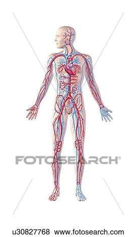 Stock Illustration - Human cardiovascular system, artwork. Fotosearch