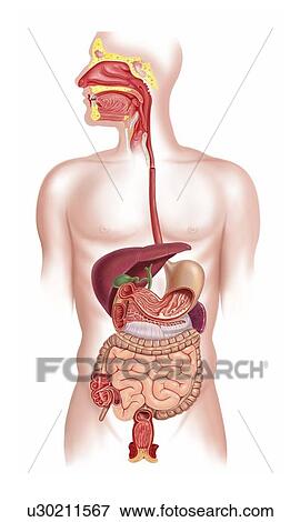 Stock Illustration - Human digestive system, artwork. Fotosearch