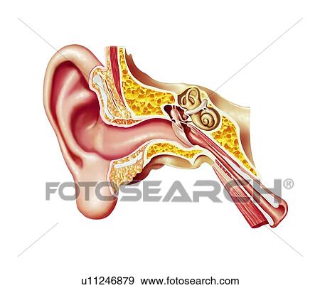 Stock Illustration - Human ear anatomy, artwork. Fotosearch