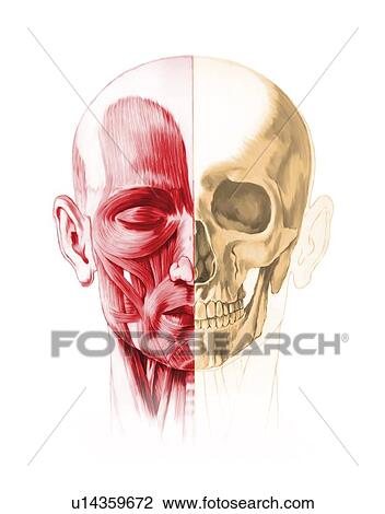 Drawing - Human facial anatomy, artwork. Fotosearch