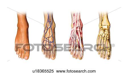 Human foot anatomy, artwork View Large Illustration Stock Illustration - Human foot anatomy, artwork. Fotosearch