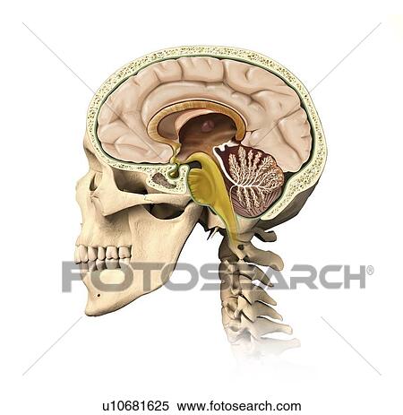Stock Illustration - Human head anatomy, artwork. Fotosearch