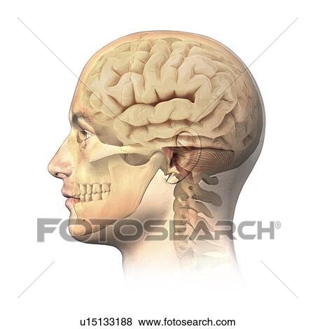 Human head anatomy, artwork View Large Illustration Stock Illustration - Human head anatomy, artwork. Fotosearch