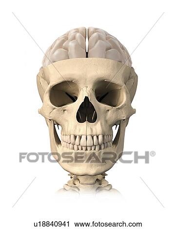 Clip Art - Human head, artwork. Fotosearch