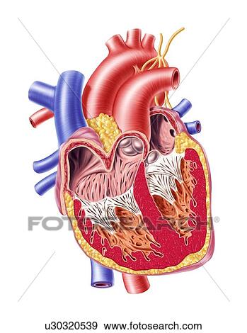 Human heart, artwork View Large Illustration Stock Illustration - Human heart, artwork. Fotosearch