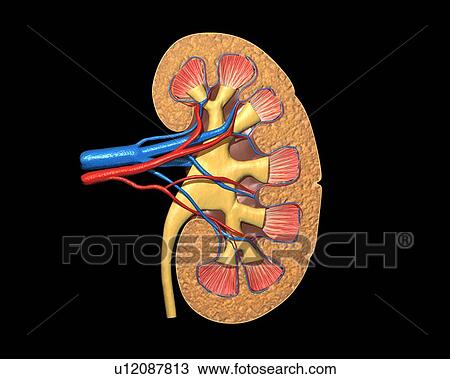 Human kidney, artwork View Large Illustration Drawing - Human kidney, artwork. Fotosearch