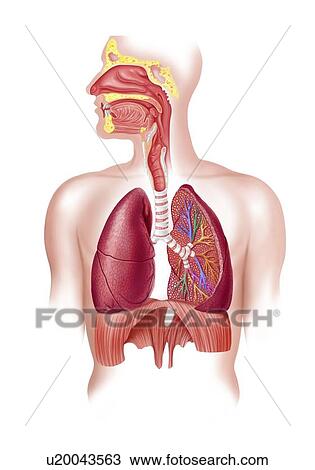 Human respiratory system, artwork View Large Illustration Drawing - Human respiratory system, artwork. Fotosearch