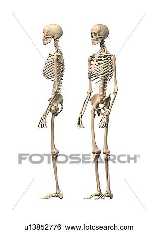 Stock Illustration - Human skeleton, artwork. Fotosearch