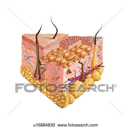 Human skin anatomy, artwork View Large Illustration Clipart - Human skin anatomy, artwork. Fotosearch