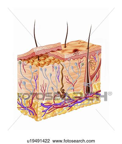 Drawing - Human skin anatomy, artwork. Fotosearch