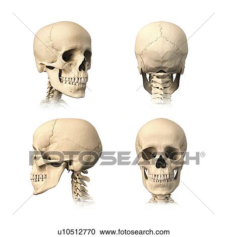 Clipart - Human skull, artwork. Fotosearch