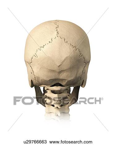 Drawing - Human skull, artwork. Fotosearch