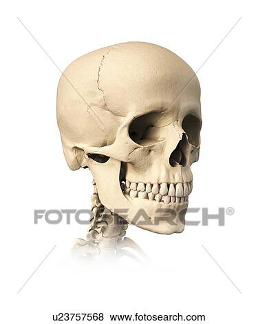 Stock Illustration - Human skull, artwork. Fotosearch