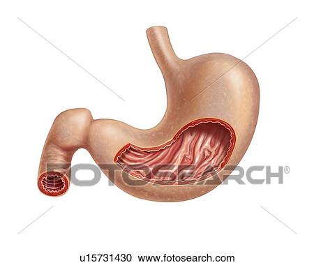 Human stomach, artwork View Large Illustration Clipart - Human stomach, artwork. Fotosearch