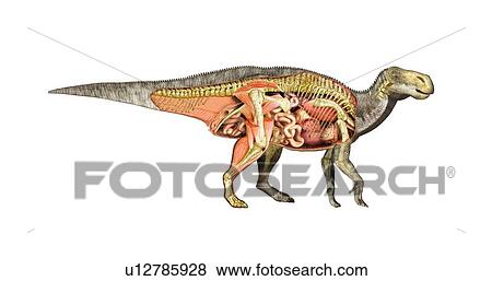 Iguanodon anatomy, artwork View Large Illustration Stock Illustration - Iguanodon anatomy, artwork. Fotosearch