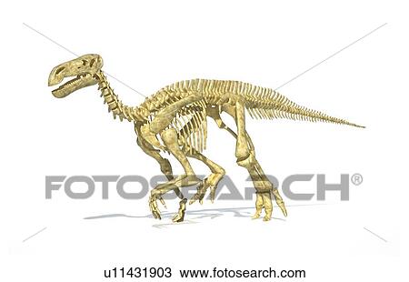 Drawing - Iguanodon dinosaur skeleton, artwork. Fotosearch