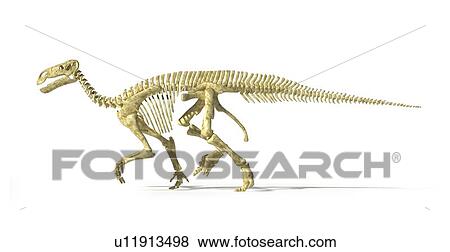 Iguanodon dinosaur skeleton, artwork View Large Illustration Stock Illustration - Iguanodon dinosaur skeleton, artwork. Fotosearch