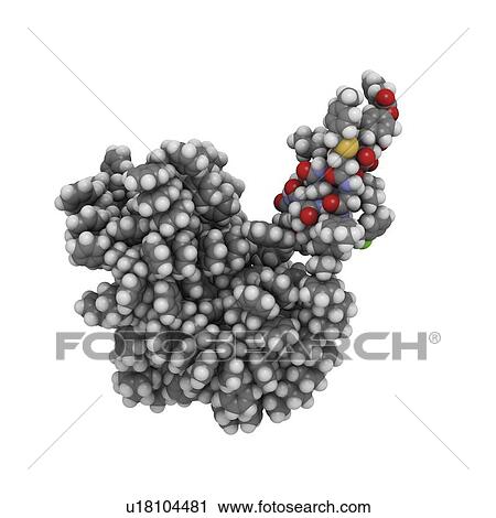 Clip Art - Insulin A chain molecule. Fotosearch