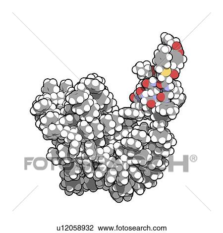 Drawing - Insulin A chain molecule. Fotosearch