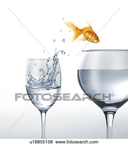 Jumping goldfish, artwork View Large Illustration Stock Illustration - Jumping goldfish, artwork. Fotosearch