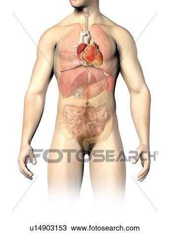 Male anatomy, artwork View Large Illustration Drawing - Male anatomy, artwork. Fotosearch