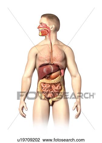 Male anatomy, artwork View Large Illustration Drawing - Male anatomy, artwork. Fotosearch
