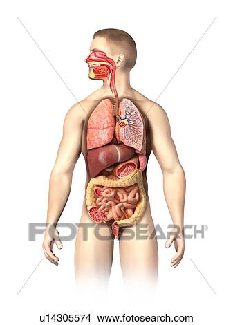 Stock Illustration - Male anatomy, artwork. Fotosearch