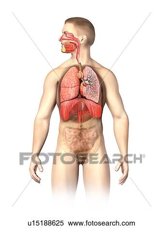 Stock Illustration - Male anatomy, artwork. Fotosearch