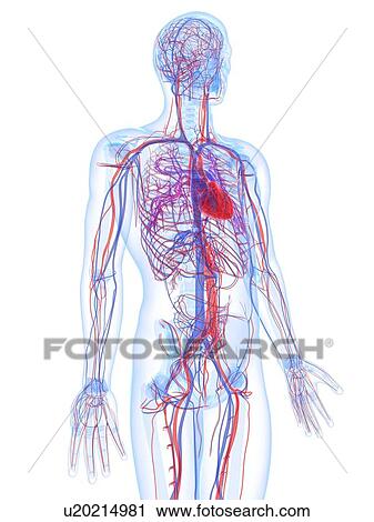 Clip Art - Male cardiovascular system, artwork. Fotosearch