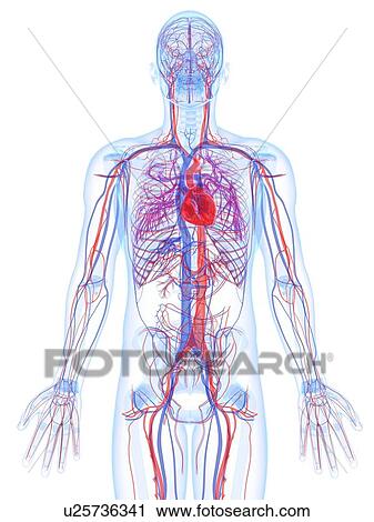 Clip Art - Male cardiovascular system, artwork. Fotosearch