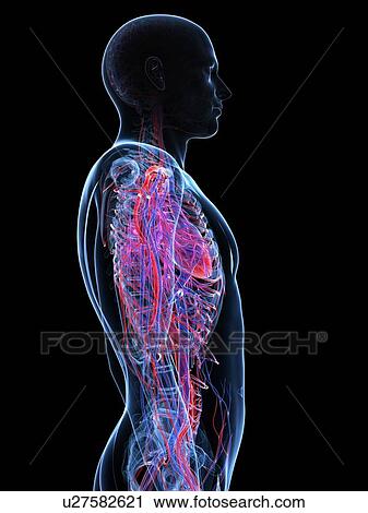 Male cardiovascular system, artwork View Large Illustration Clip Art - Male cardiovascular system, artwork. Fotosearch