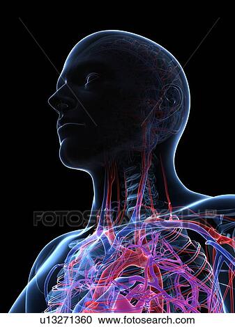 Male cardiovascular system, artwork View Large Illustration Clipart - Male cardiovascular system, artwork. Fotosearch