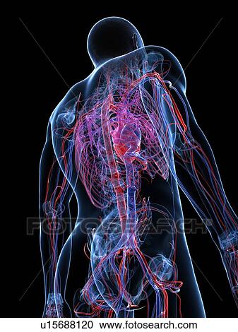 Male cardiovascular system, artwork View Large Illustration Clipart - Male cardiovascular system, artwork. Fotosearch
